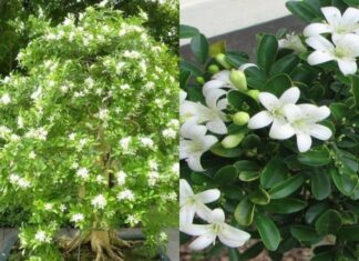 “Should You Plant an Osmanthus Tree in Front of Your House? Beauty and Fragrance Come with a Price.”
