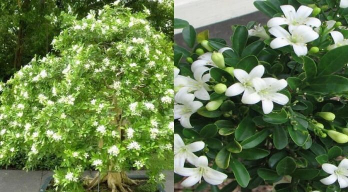 “Should You Plant an Osmanthus Tree in Front of Your House? Beauty and Fragrance Come with a Price.”