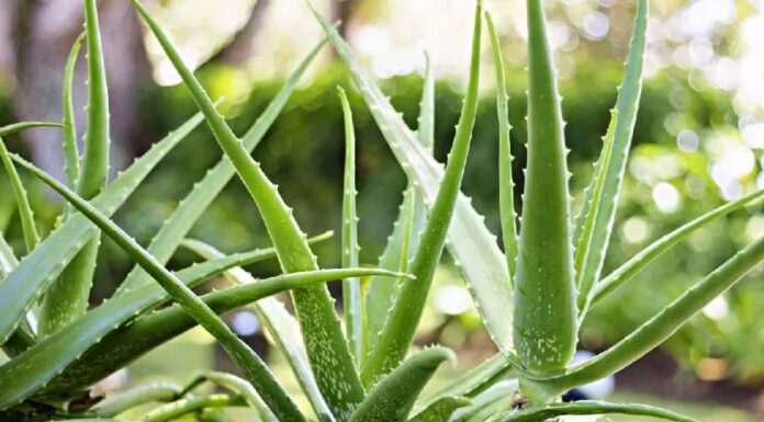 The Green Thumb’s Guide to Nature’s Air Purifiers: A Branch Planted Grows into a Lush, Green Wonder.