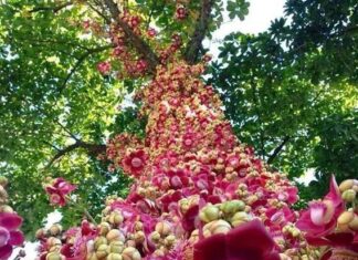 The Flower of Buddhist Devotion: Plant This in Front of Your House to Attract Wealth and Bring Peace to Your Home