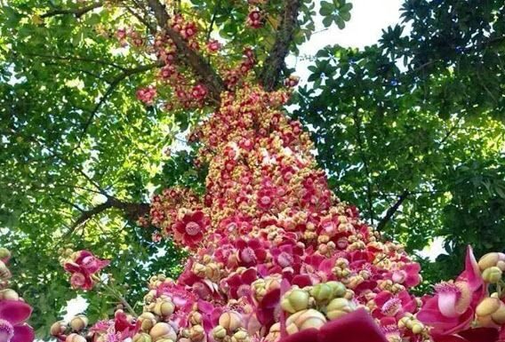 The Flower of Buddhist Devotion: Plant This in Front of Your House to Attract Wealth and Bring Peace to Your Home