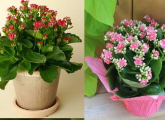 The Green Thumb’s Guide: 5 Magical Plants That Sprout from Just a Stick in the Ground