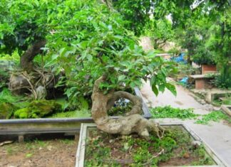 The Ancient’s Wisdom: Planting a Mulberry Tree in This Spot Brings Wealth and Prosperity to Your Family. Where is it?