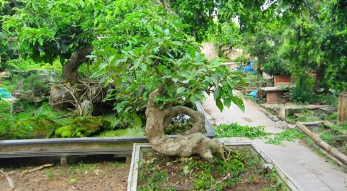 The Ancient’s Wisdom: Planting a Mulberry Tree in This Spot Brings Wealth and Prosperity to Your Family. Where is it?