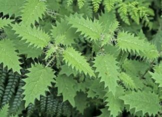 3 Common Weeds That Are Powerful Medicinal Plants