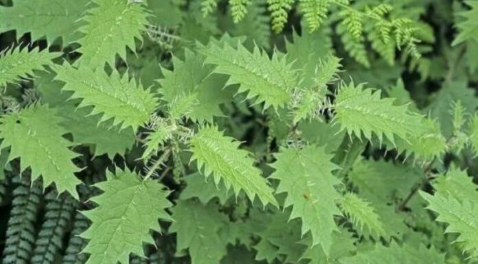 3 Common Weeds That Are Powerful Medicinal Plants