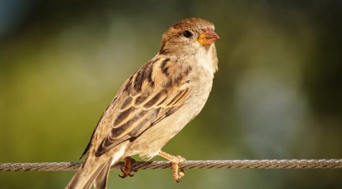 What Birds Bring Wealth and Prosperity, According to Ancestral Beliefs?