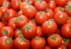 “The Secret to Choosing the Best Tomatoes: A Farmer’s Guide to Finding the Perfect Fruit”