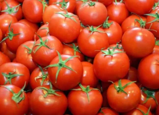 “The Secret to Choosing the Best Tomatoes: A Farmer’s Guide to Finding the Perfect Fruit”
