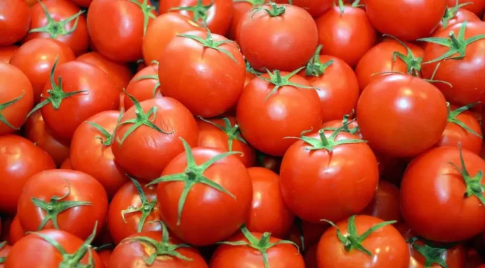“The Secret to Choosing the Best Tomatoes: A Farmer’s Guide to Finding the Perfect Fruit”