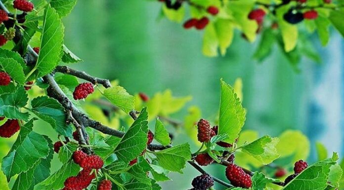 The Five Money-Draining Trees: A Cautionary Tale for Homeowners.