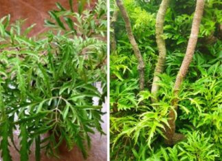 Money-Attracting Power of the Schisandra Chinensis: A Wealth-Guarding Plant to Grow