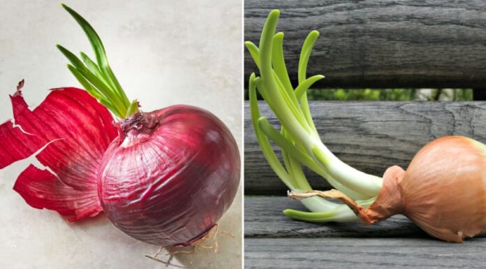 Should You Eat Sprouted Onions?