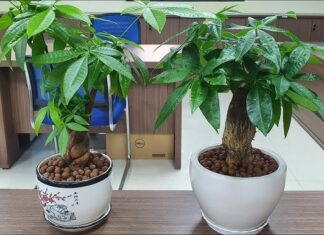 Wealth-Attracting Plants: The Top 3 Foliage to Bring Prosperity and Abundance to Your Home.