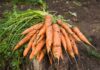 “The Root of the Matter: Uncovering the Health Benefits of 5 Underrated Vegetables”