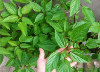 3 Wild Edibles That Thrive Without Pesticides