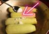 The Ultimate Guide to Cooking Corn: A Simple Trick for Perfectly Tender and Sweet Corn