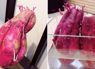 Can You Eat Sweet Potatoes That Have Sprouted?