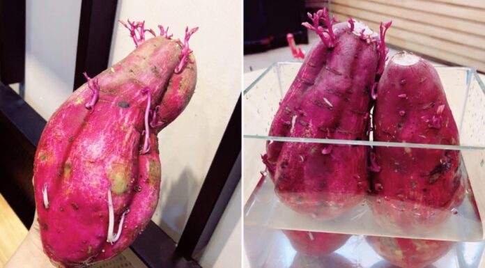 Can You Eat Sweet Potatoes That Have Sprouted?