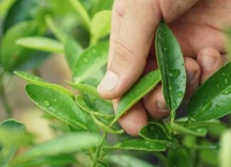 The Ultimate Guide to Shrimp Boiling: A Tasty Technique to Remove the Fishy Odor.