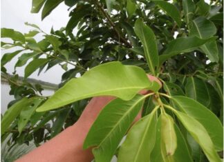 Should You Drink Ginger Water Every Day?