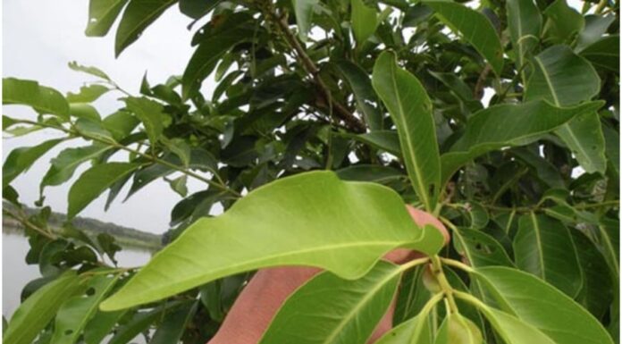 Should You Drink Ginger Water Every Day?