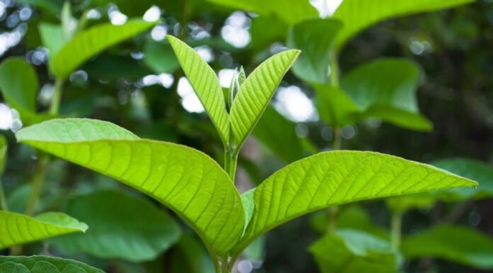 The Ultimate Skincare “Superfood”: Discovering the Power of Discarded Leaves