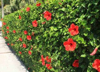 The Wildflower Fence: A Foraged Delicacy with a Unique Flavor and Health Benefits