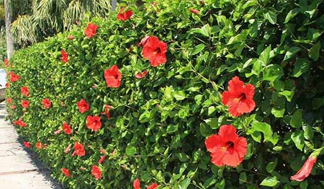 The Wildflower Fence: A Foraged Delicacy with a Unique Flavor and Health Benefits