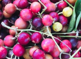 The Strangely-Named Fruit: From Obscurity to a Beloved Delicacy with a Unique Flavour.