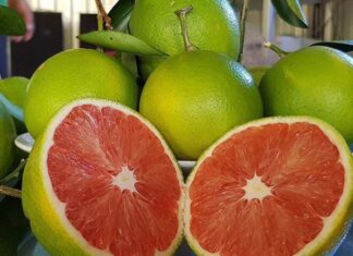 The Forgotten Fruit: A Delicious Discovery and Urban Favorite