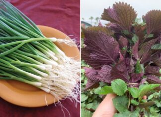 6 Vegetables to Boost Your Recovery from the Flu