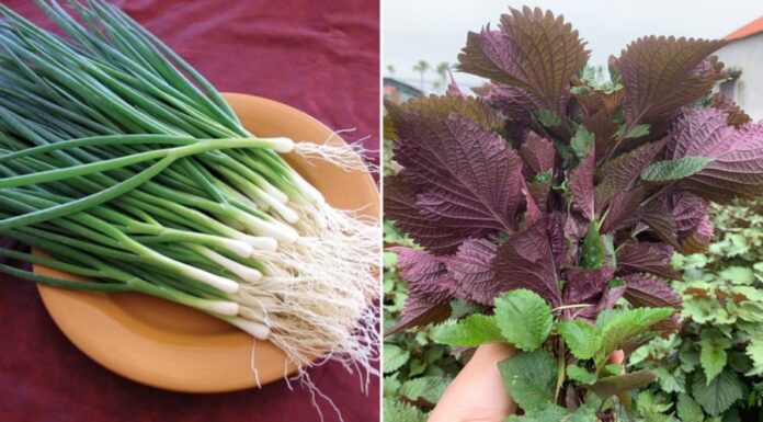 6 Vegetables to Boost Your Recovery from the Flu