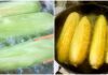 The Ultimate Guide to Corn on Cob: Unlocking the Secret to Succulent Kernels