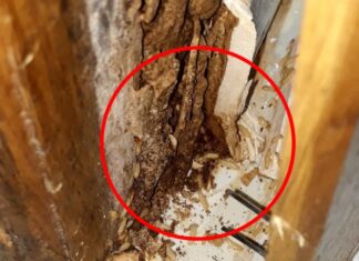 The Ultimate Guide to Eradicating Termites: This Affordable Solution is Both Safe and Highly Effective