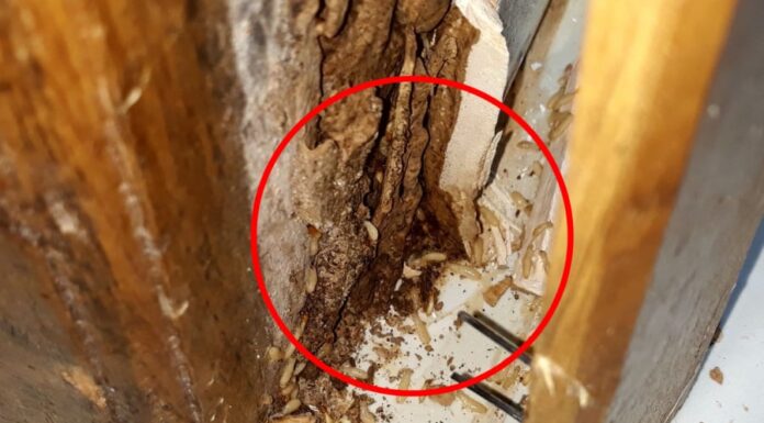 The Ultimate Guide to Eradicating Termites: This Affordable Solution is Both Safe and Highly Effective