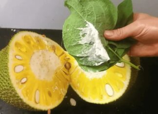 “Get Rid of That Lingering Jackfruit Smell: A Quick Fix for Your Hands”