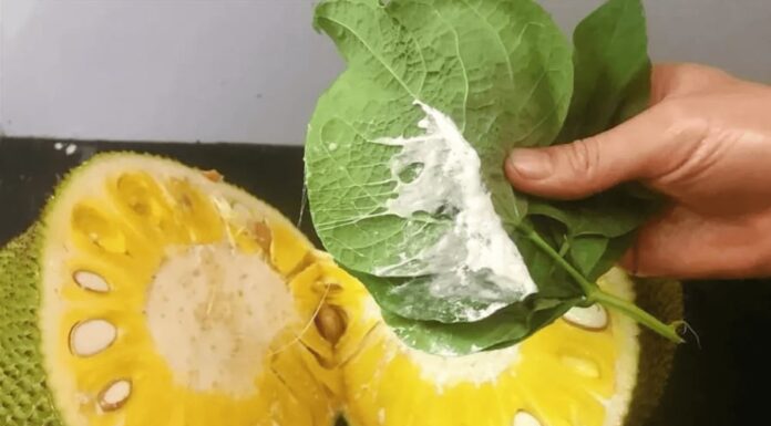 “Get Rid of That Lingering Jackfruit Smell: A Quick Fix for Your Hands”