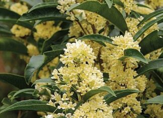 The Ultimate Guide to Planting Mok Huong: How One Tree Can Change Your Fortune, Attracting Wealth and Prosperity.