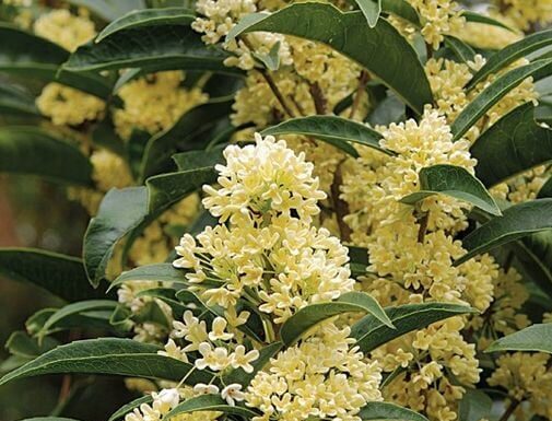 The Ultimate Guide to Planting Mok Huong: How One Tree Can Change Your Fortune, Attracting Wealth and Prosperity.