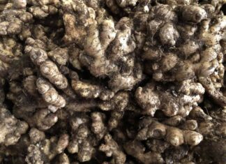 The Ginger Conundrum: A Tale of Two Preferences.