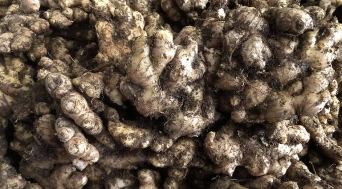 The Ginger Conundrum: A Tale of Two Preferences.