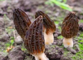 “The Ultimate Winter Superfood: A Tasty and Exotic Veggie”