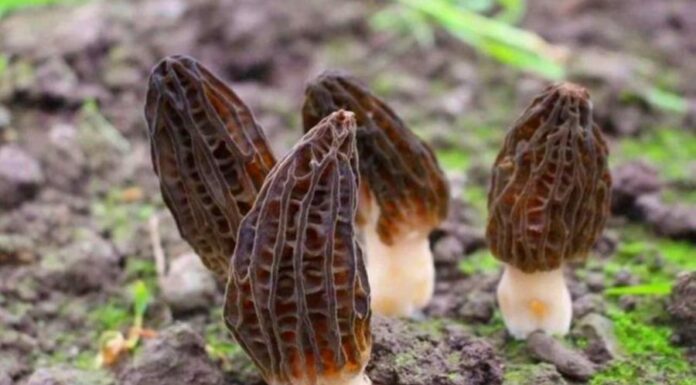 “The Ultimate Winter Superfood: A Tasty and Exotic Veggie”