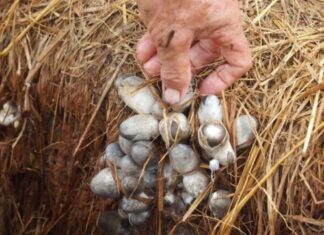 7 Astonishing Health Benefits of Straw Mushrooms That You Need to Know