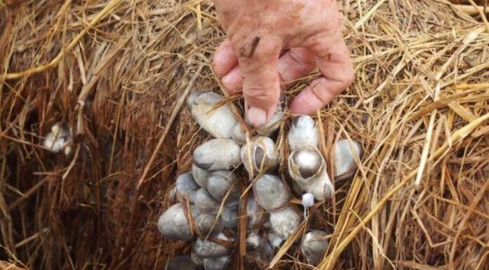 7 Astonishing Health Benefits of Straw Mushrooms That You Need to Know