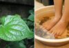 Foot Soak with Pepperomia Leaf: What are the Benefits?