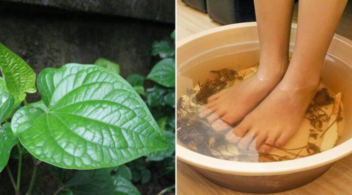 Foot Soak with Pepperomia Leaf: What are the Benefits?
