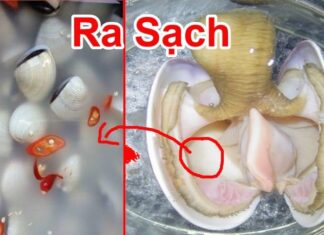 The Ultimate Guide to Cleaning and Fattening Up Your Clams: A Simple Trick to Make Them Shine