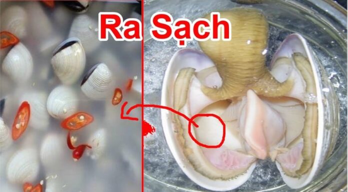 The Ultimate Guide to Cleaning and Fattening Up Your Clams: A Simple Trick to Make Them Shine